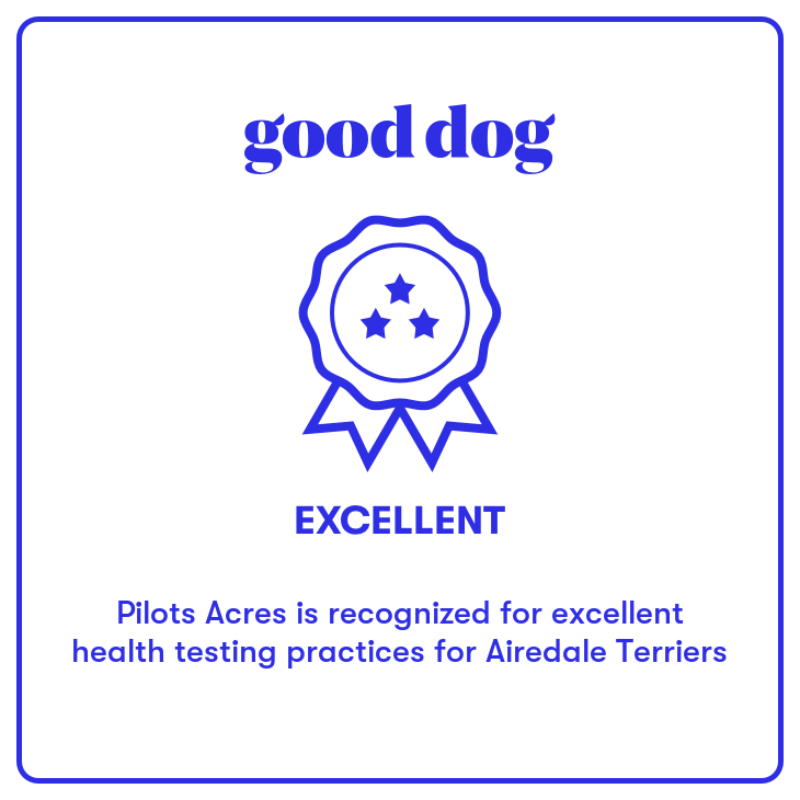 Good Dog - Pilots acres is recognized for excellent health testing practices for Airedale Terriers